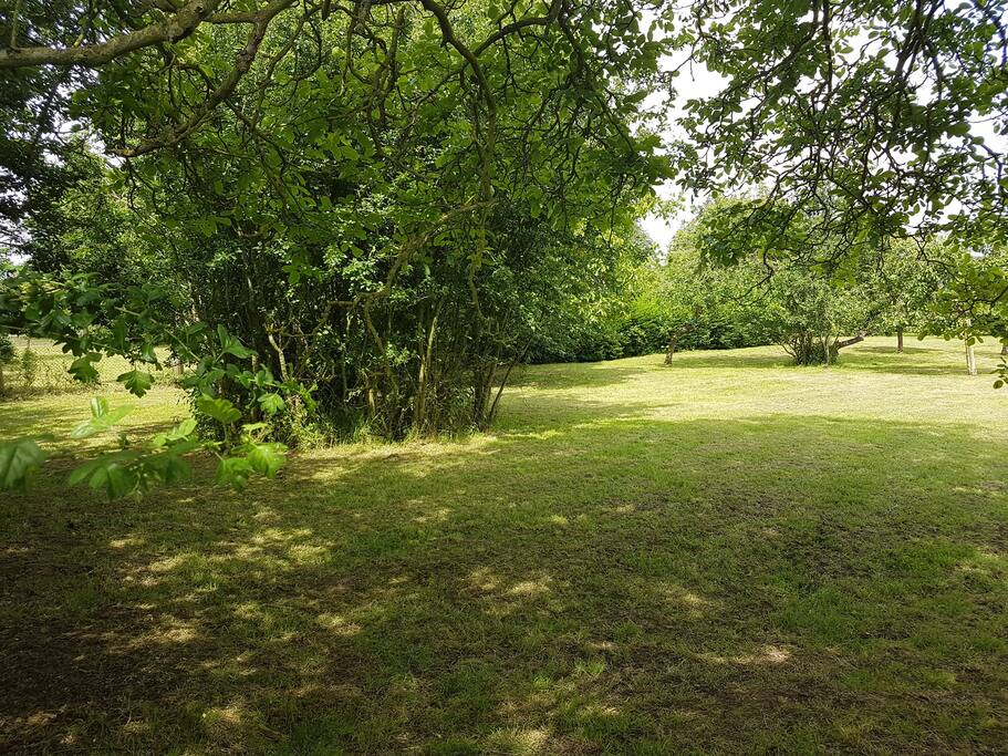 The orchard