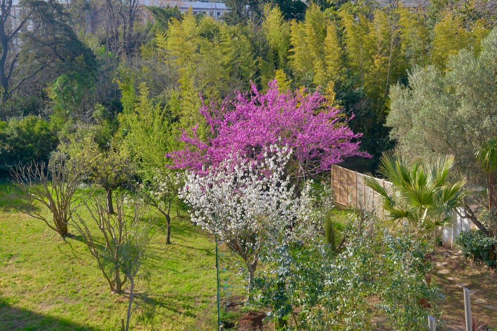 Le parc de la résidence, au printemps. Arbre de judée, et amandier en fleurs pour le plus grand plaisir des yeux.
