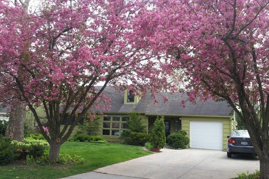 Spring crab apples along driveway.
