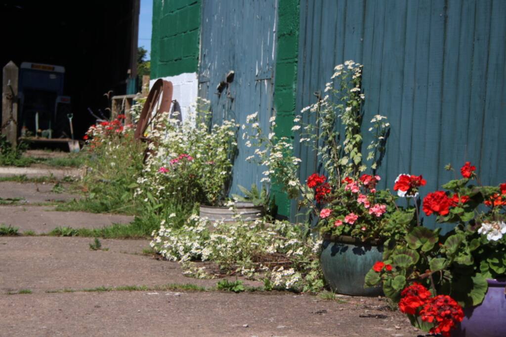 Flowers galore