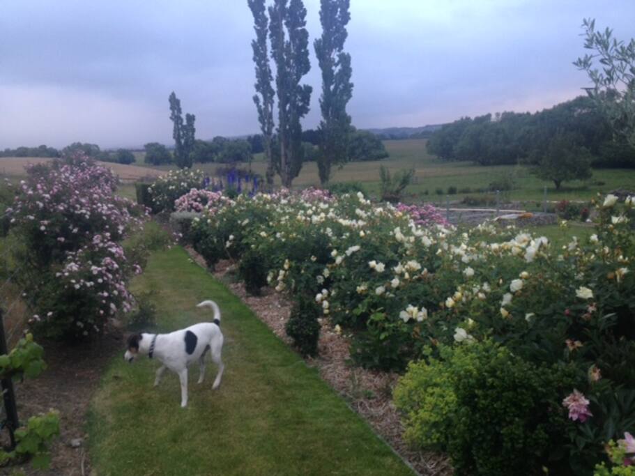 Bonzo and the peaceful garden