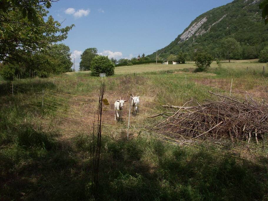 Les prés et la forêt commencent derrière la maison ainsi qu'un chemin de randonnée sur le Mont-des-Princes