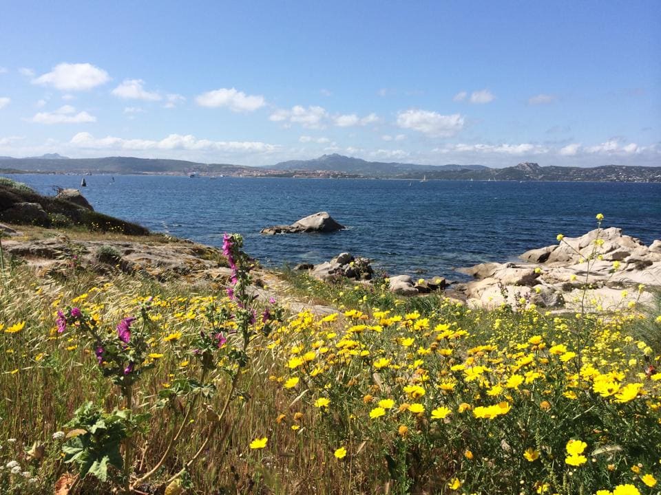 A coastal landscape features vibrant yellow and purple wildflowers in the foreground, with smooth rocks partially visible above the water. In the background, the calm blue sea extends to distant hills under a clear sky with scattered clouds.