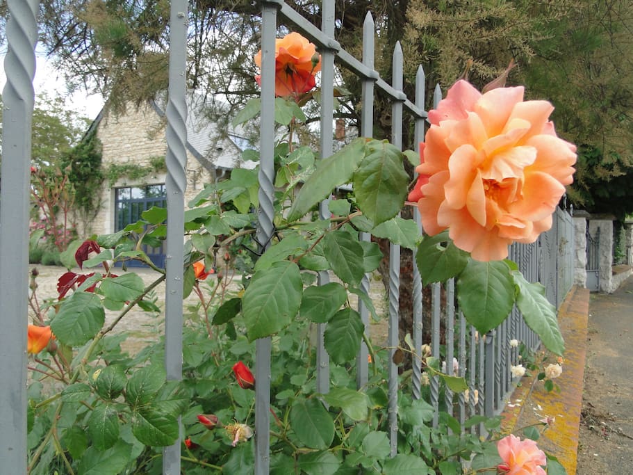 Rosier Ancien sur grille