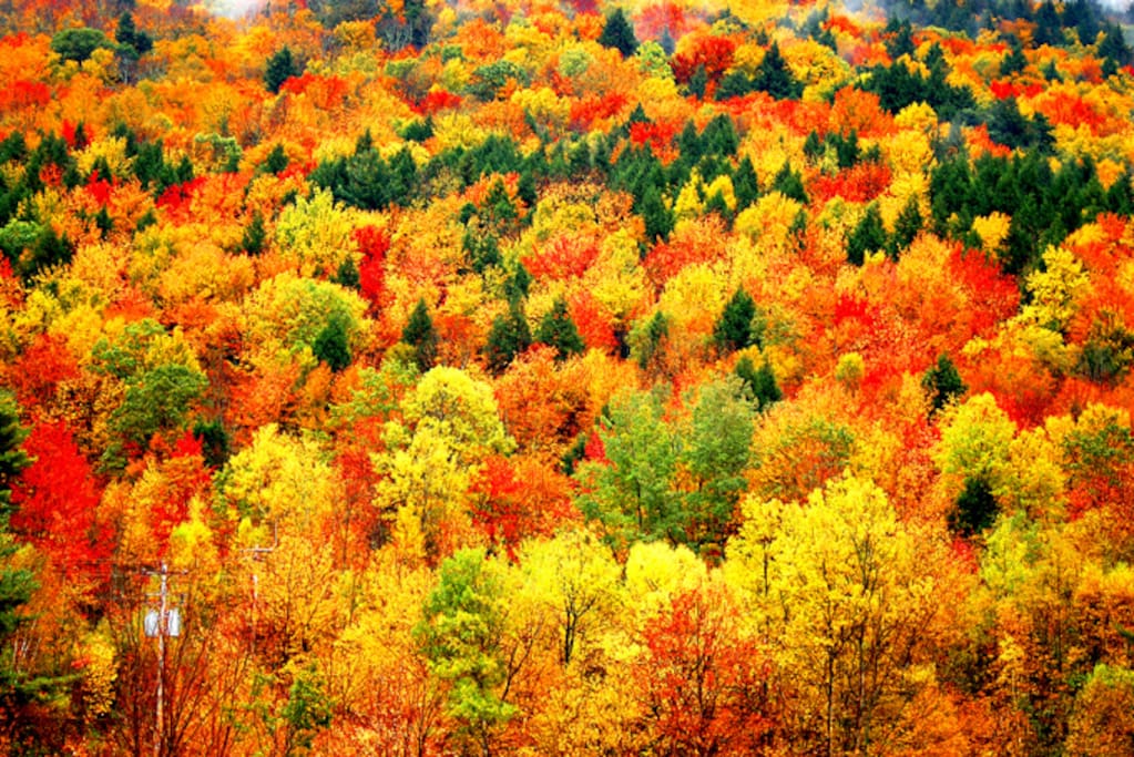 The brilliant fall foliage will descend on the Catskill Mountains soon. Don't miss the spectacular display.