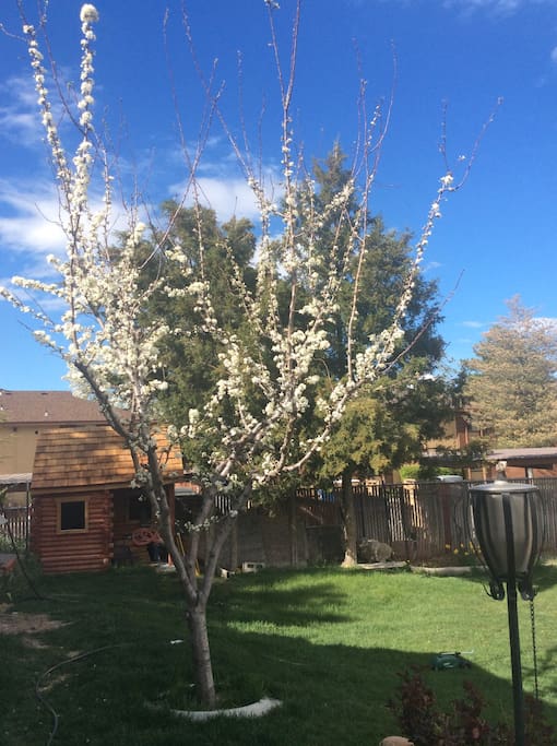 A blooming plum tree.