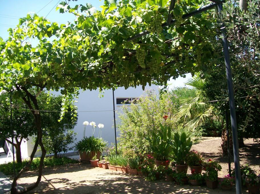 Il vigneto