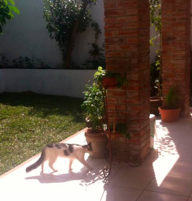 Terraza / Jardín