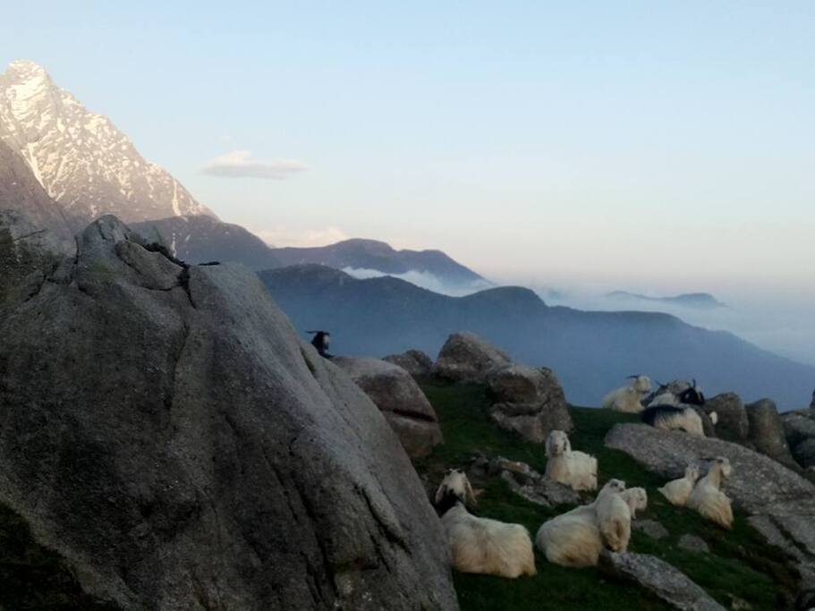 Triund