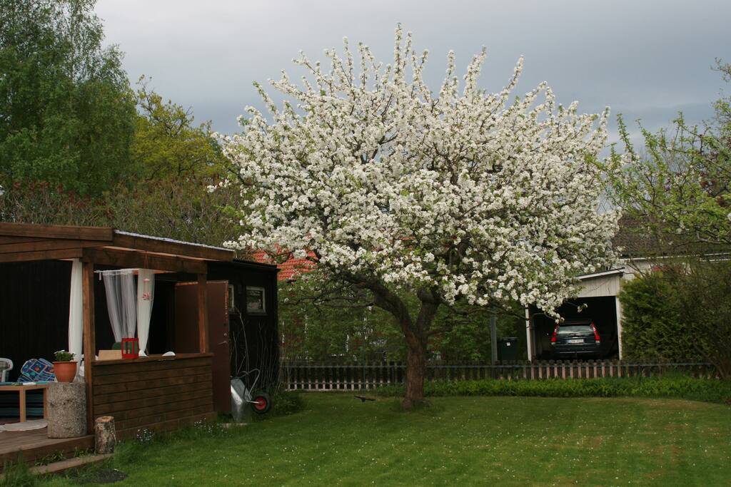 Garden decking area
