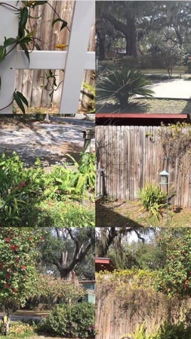 Beautiful yard blossoms and foliage.