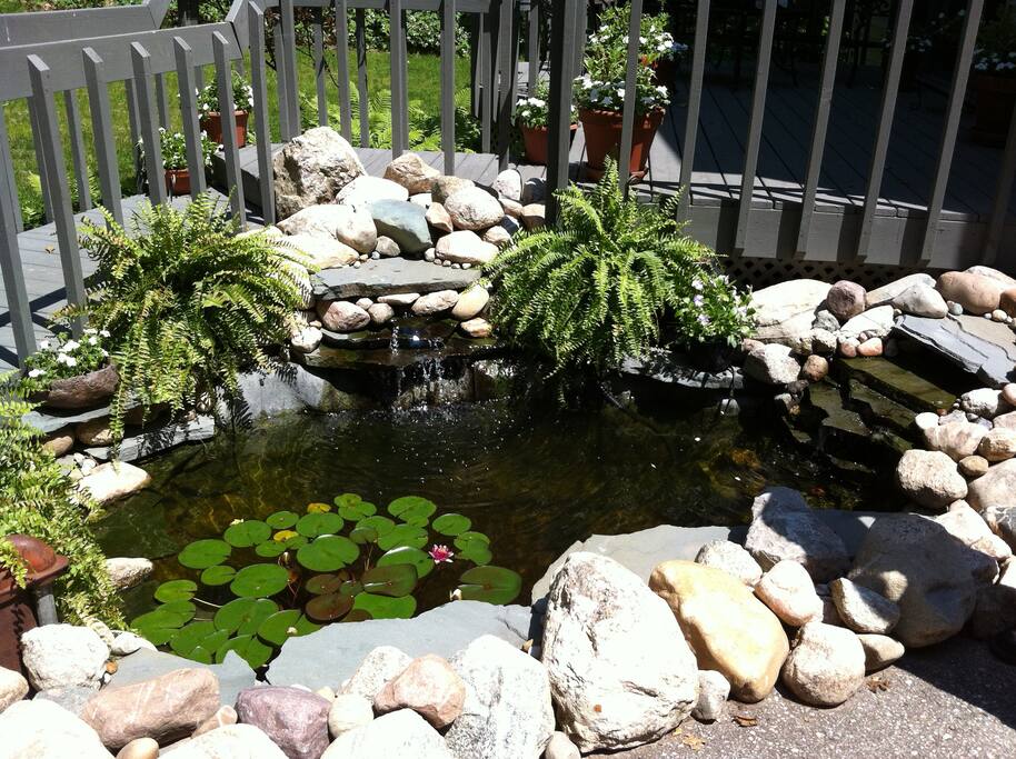 Deep goldfish pond located between driveway and deck at the front of the house