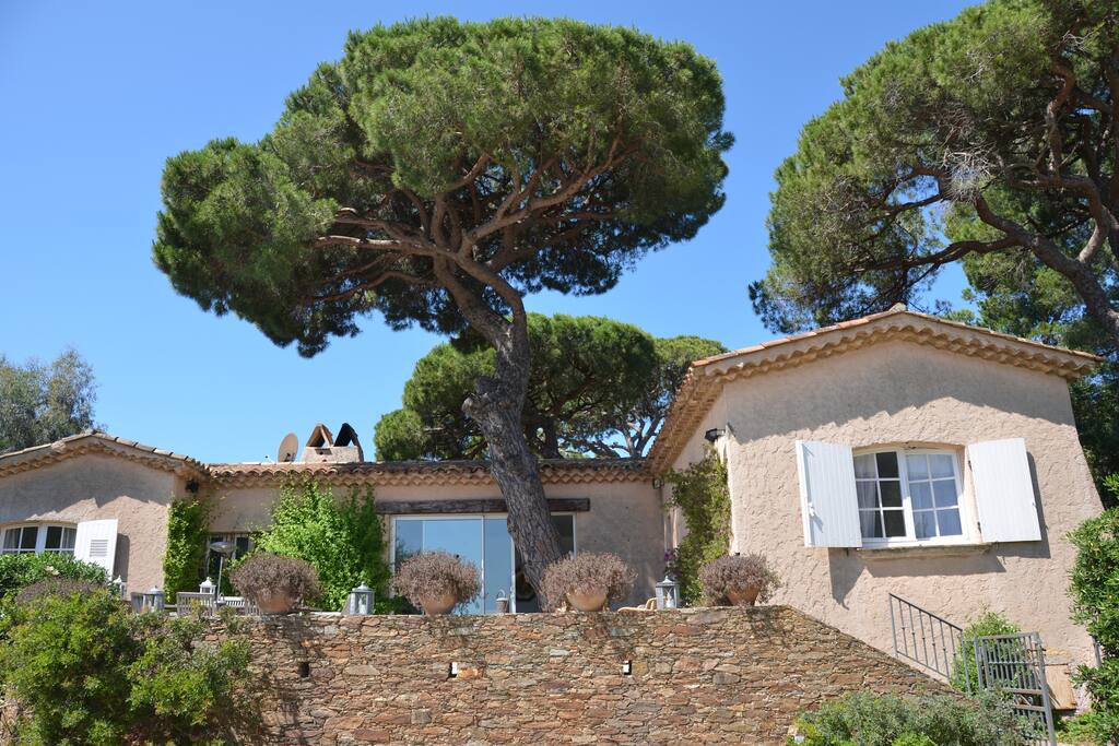 L'arbre est au milieu de la terrasse principale ! La maison a été construite autour...