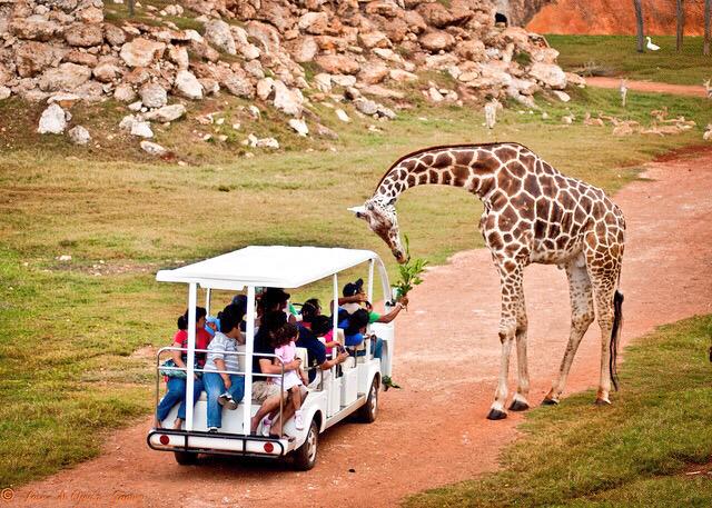 A safari-style vehicle is observed on a dirt path, surrounded by greenery. Guests interact with a giraffe that leans towards them, reaching for food. The giraffe's distinctive pattern is clearly visible, alongside a rocky terrain in the background, enhancing the wildlife experience.