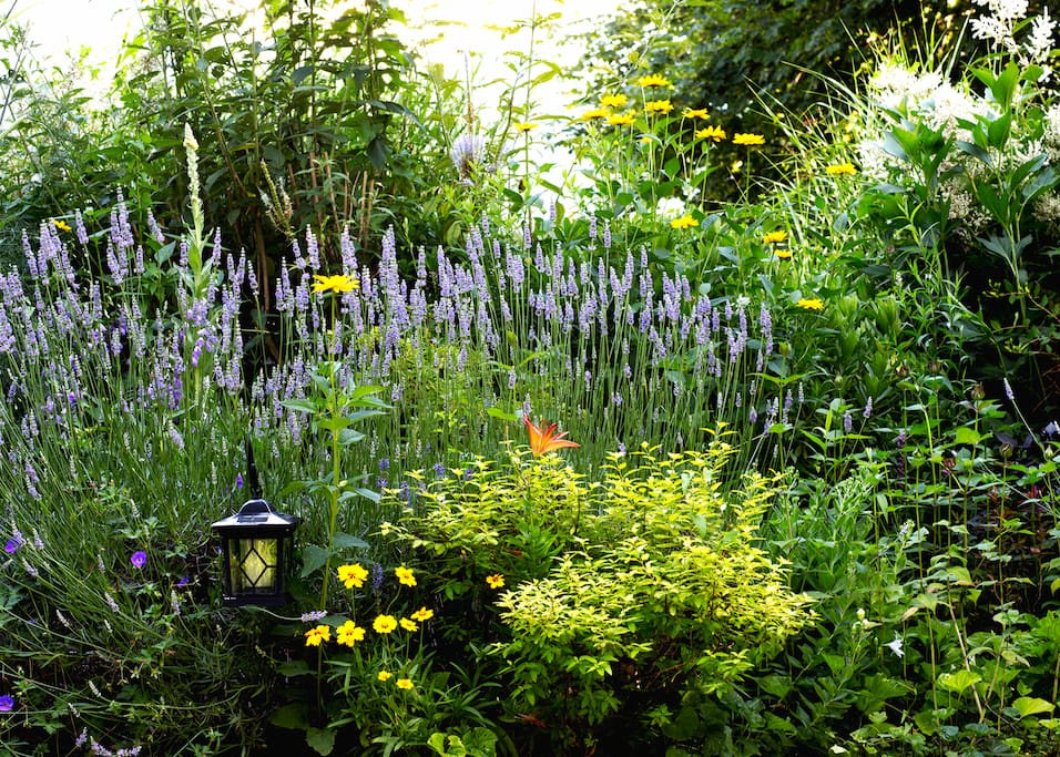 Garden in full summer bloom - detail