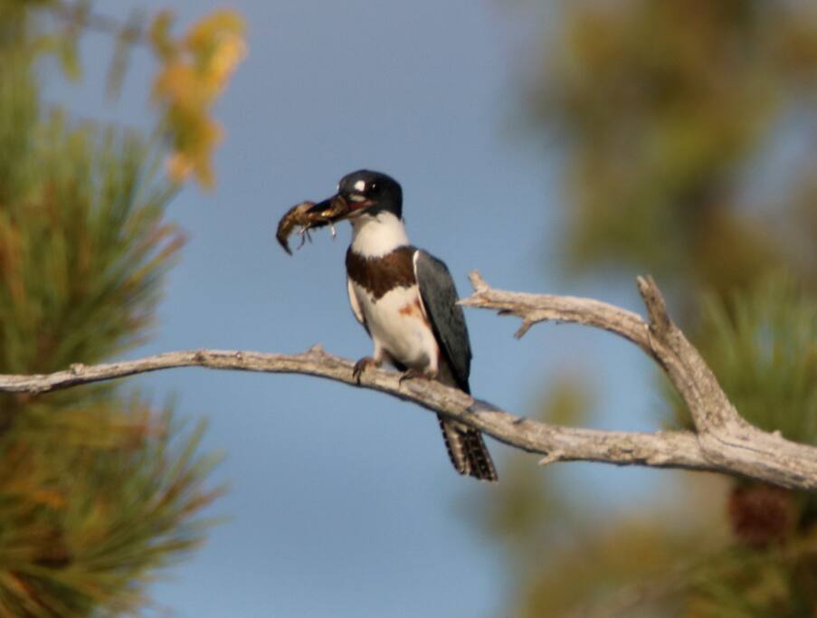 Kingfisher