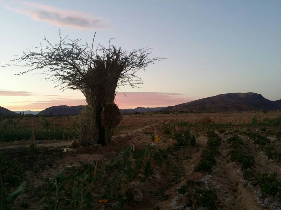 Oasis sunset