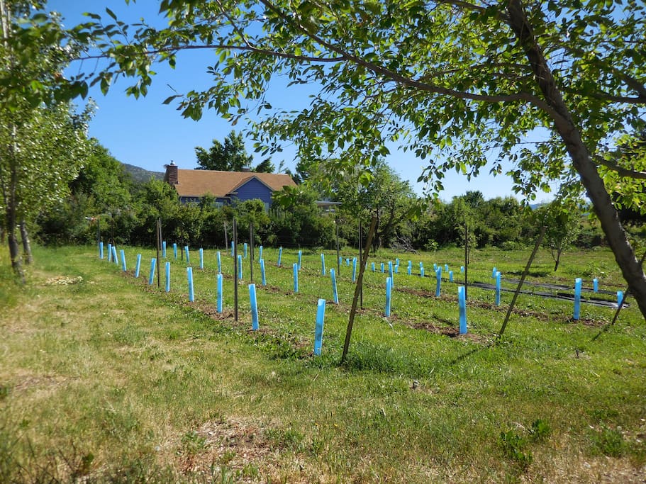 The lower field with new vines