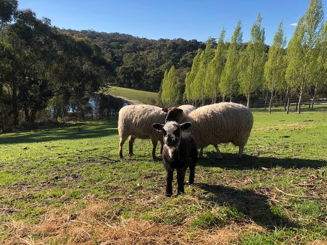 Springview Farm Glamping – Farm stay gallery image 4