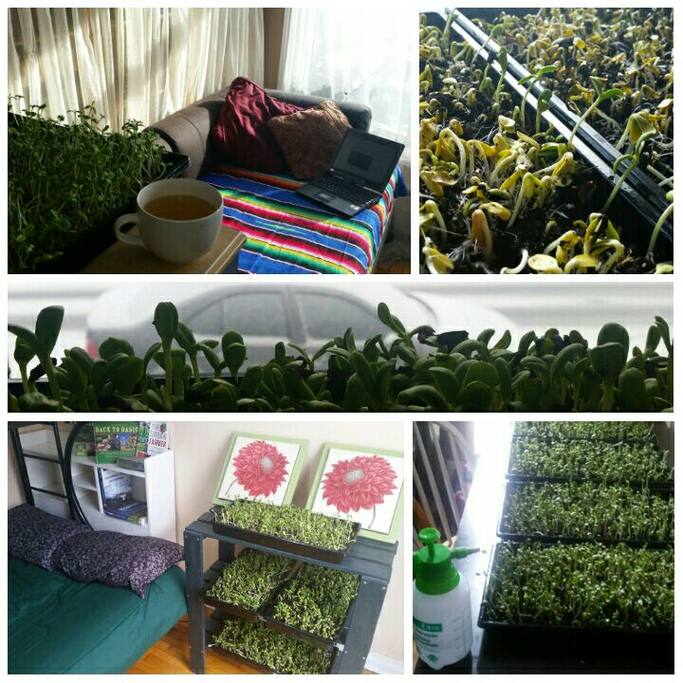 You will learn how to plant microgreens, brew kombucha, and why simple but effective raw vegan additions to your diet are good for your overall health!