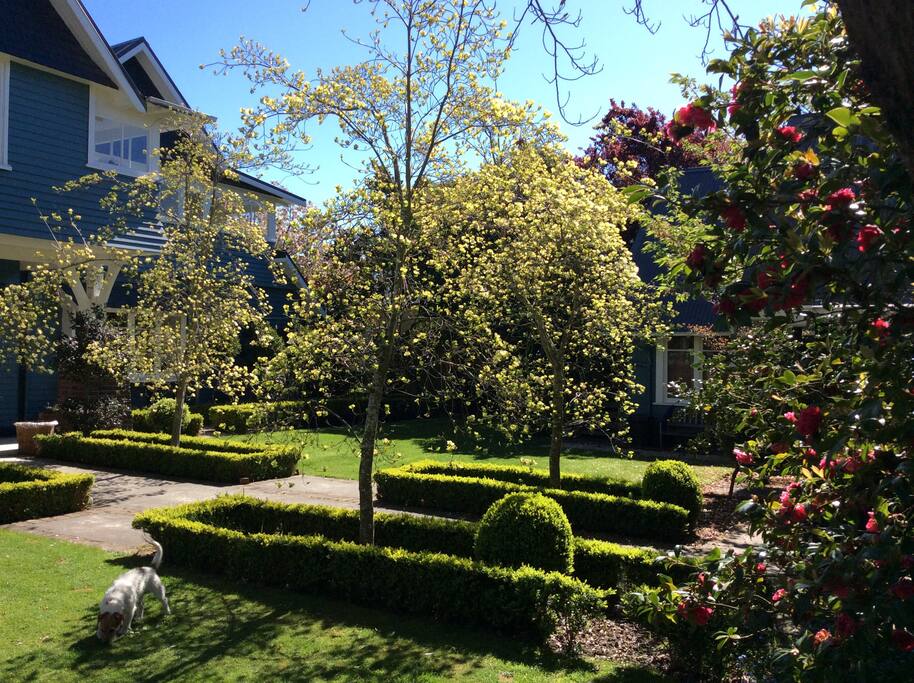 Buddy in foreground and front garden