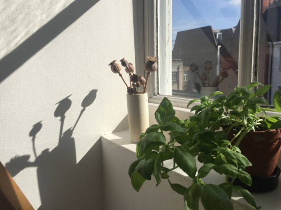 Beautiful morning light in all rooms