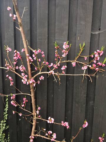 A spacious house close to Copenhagen city center gallery image 5