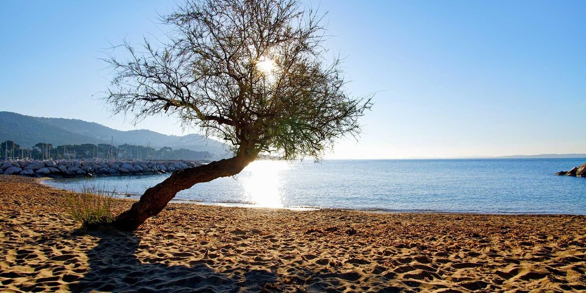 A tranquil beach scene features soft sand alongside a calm sea. A single tree leans toward the water, with sunlight glistening on the surface. The distant hills and rocky breakwater add depth to the serene landscape.