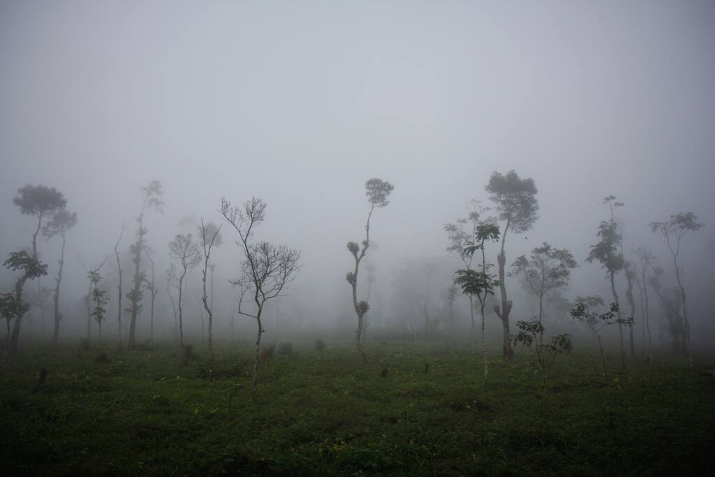 A Misty Morning
