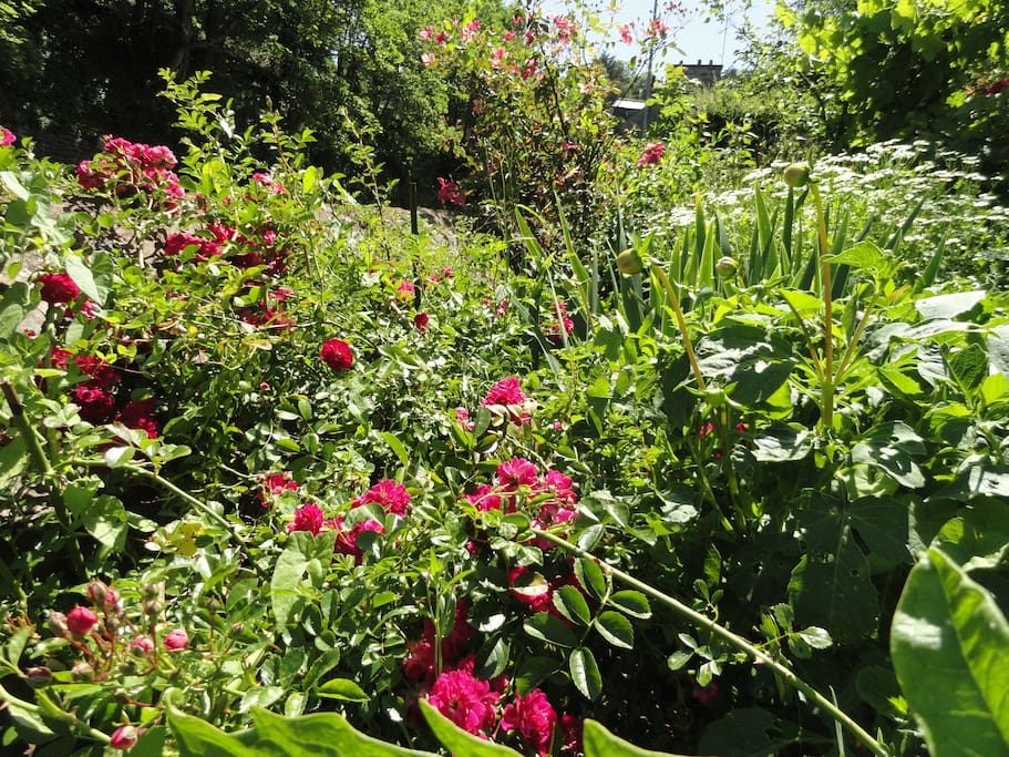 Jardin / Garden