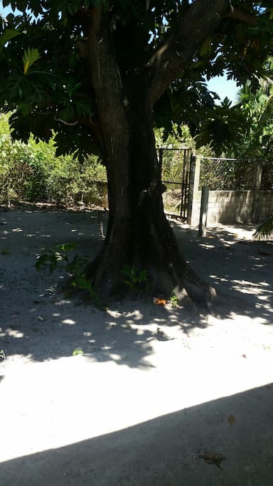 breadfruit tree in our front yard