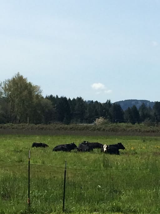 Borrowed cows for mowing