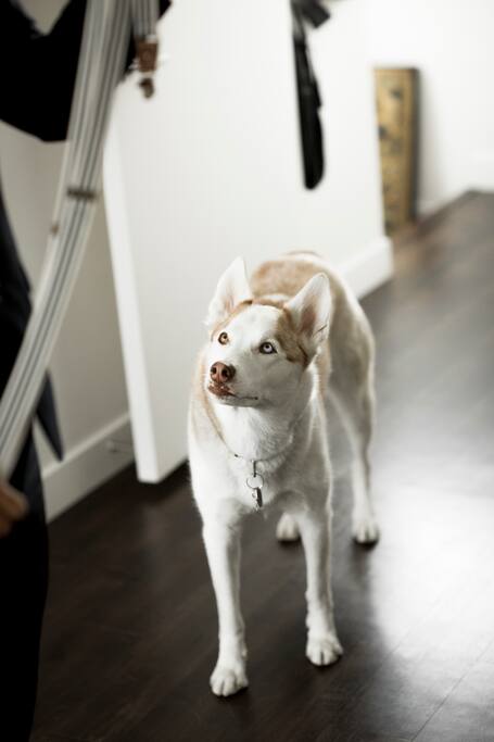 Our dog, Kaya