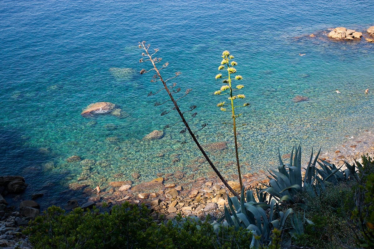 Crystal-clear waters are visible, showcasing shades of blue and green. Large rocks are scattered across the seabed, while two tall plants stand in the foreground, highlighting the coastal landscape. The scene captures a serene and natural environment by the shore.