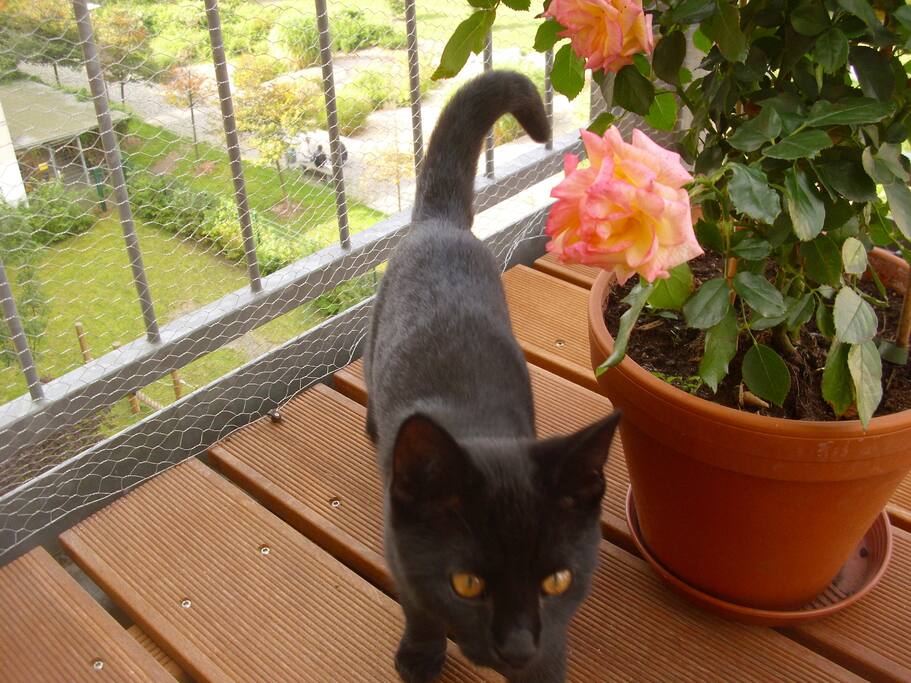 Kater Mauz