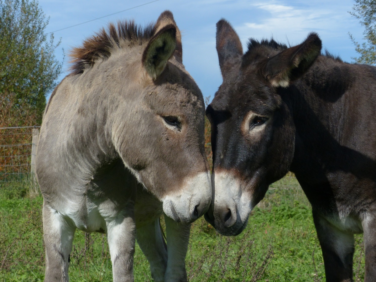 Two donkeys are shown standing close together in a grassy field, their heads gently touching. One donkey has a light-grey coat and a short mane, while the other has a darker coat, both appearing calm and content in their environment.