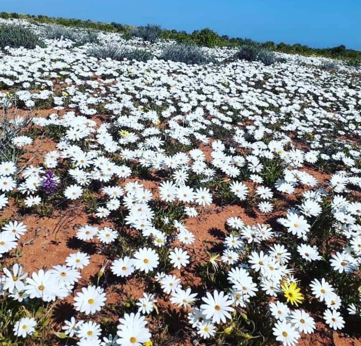 A vast field of white flowers stretches across the sandy ground, interspersed with various green plants. The clear blue sky complements the vibrant blossoms, showcasing the natural beauty of the spring season in Nieuwoudtville.
