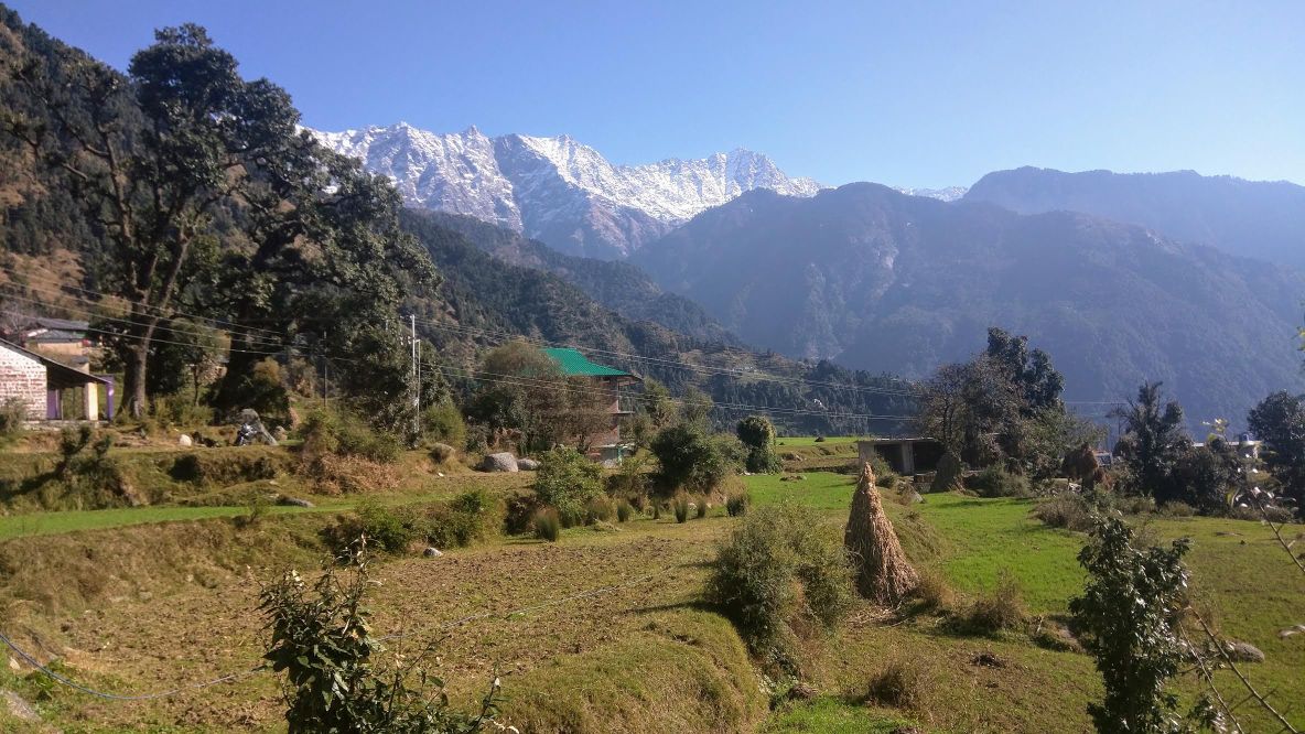 A scenic landscape showcases lush green fields dotted with patches of shrubs and trees, framed by majestic snow-covered mountains in the background. The clear blue sky complements the serene rural atmosphere of the surroundings, highlighting the natural beauty of the region.