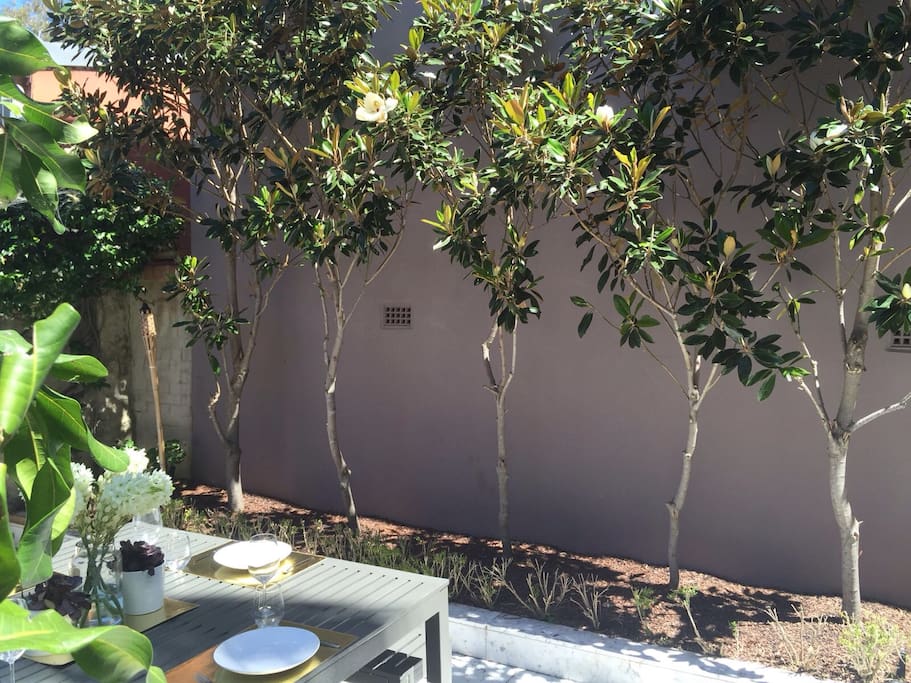 Mature magnolia trees coming into bloom