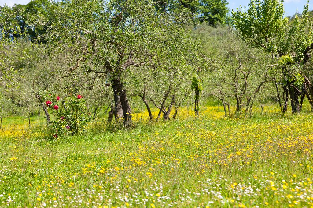 Il nostro campo