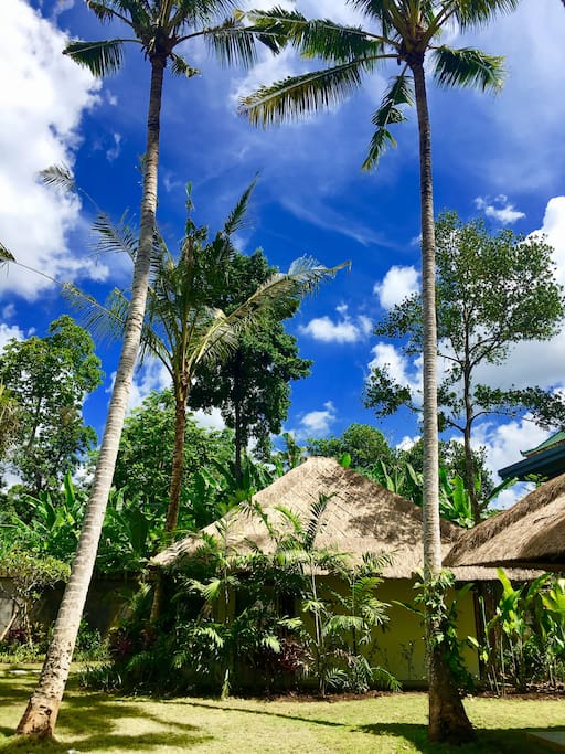 In our amazing tropical garden