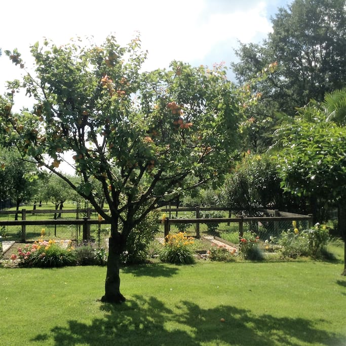Casa Nostra Apricot Tree and Orto (veggie garden)