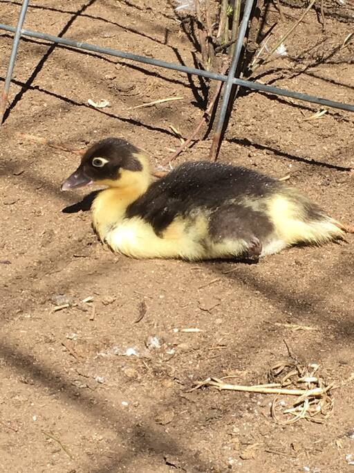 There are always new additions to the farm, here's our latest, a baby Muscovy Duck!