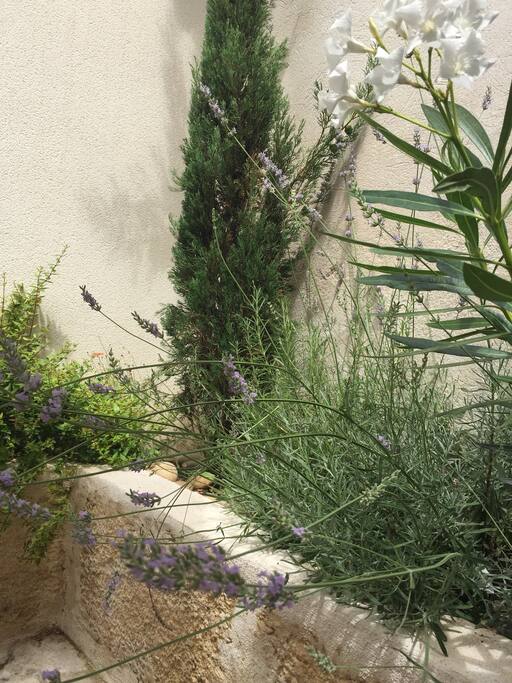 Les essences provençales du patio : lavande, romarin, cyprès...