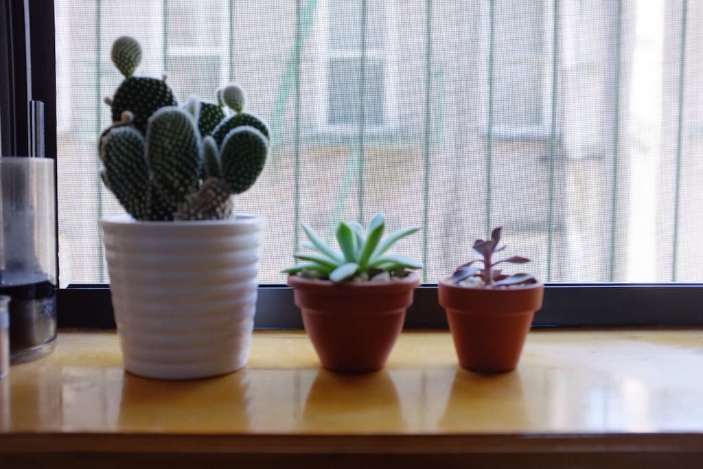 Plants - lots of plants through out the apartment