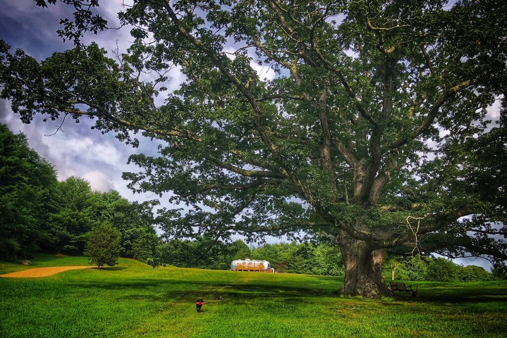 The Silver Acorn @ Old Oak Mountain Refuge .. Vintage 1971 Airstream