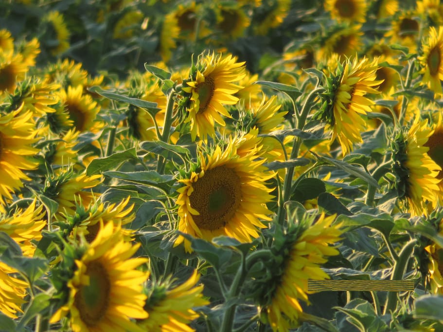Surrounded by sunflowers