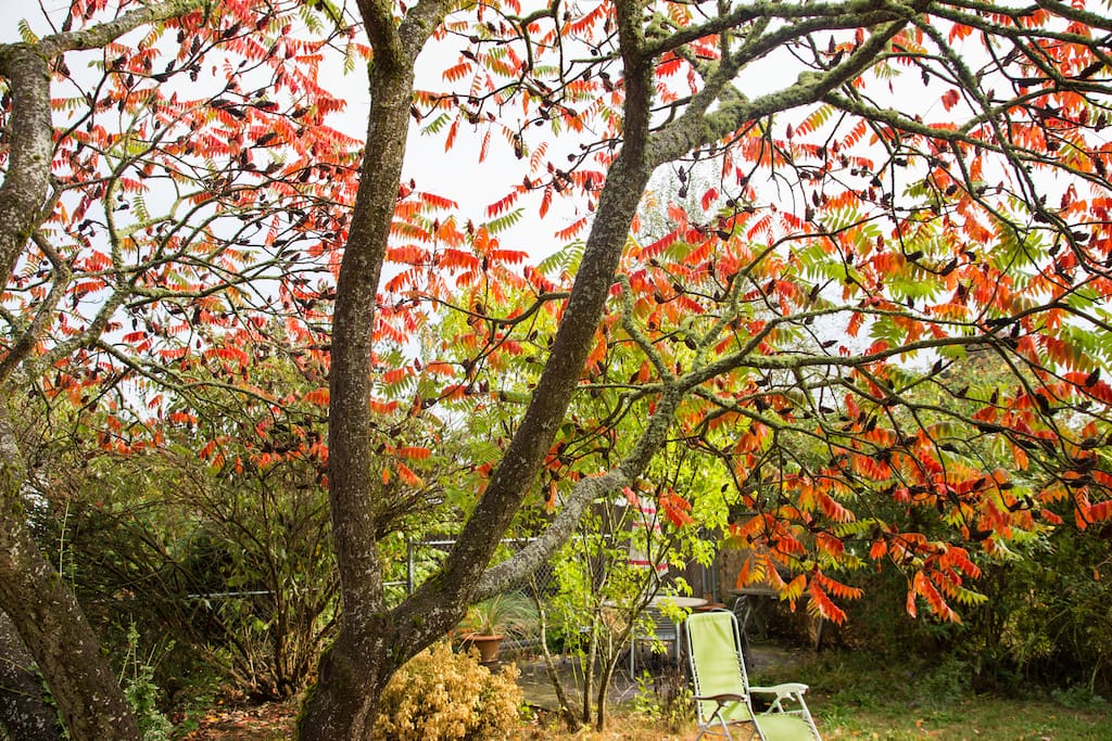 Autumn in the backyard under the gorgeous Sumac tree