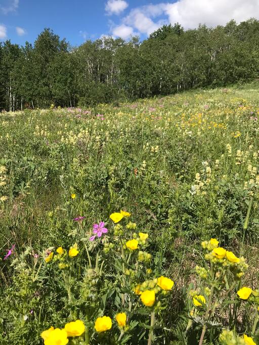 Meadow at entrance