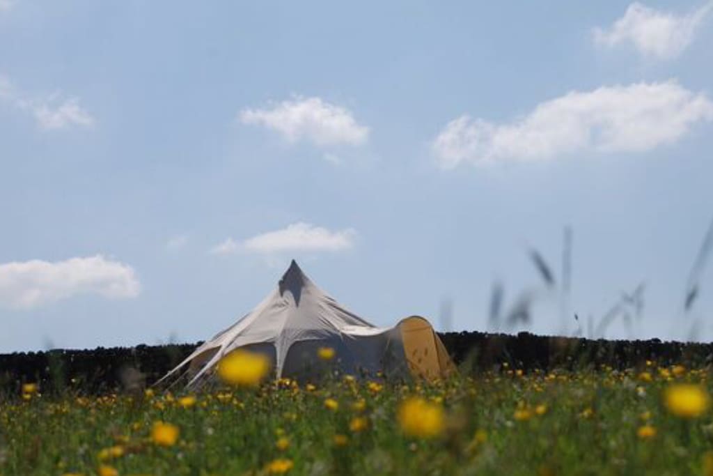 Toggle Tent, your own field and beautiful tent! Love the spring flowers and big blue sky!